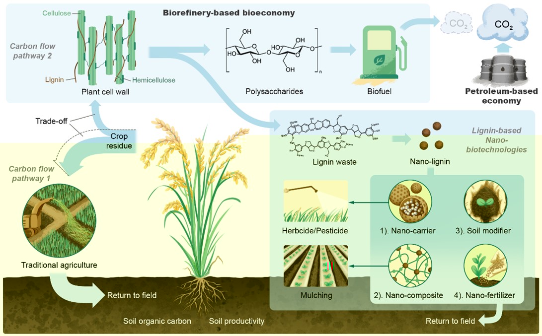 圖1 農業物稭稈在農業生态系統中的碳流動路徑