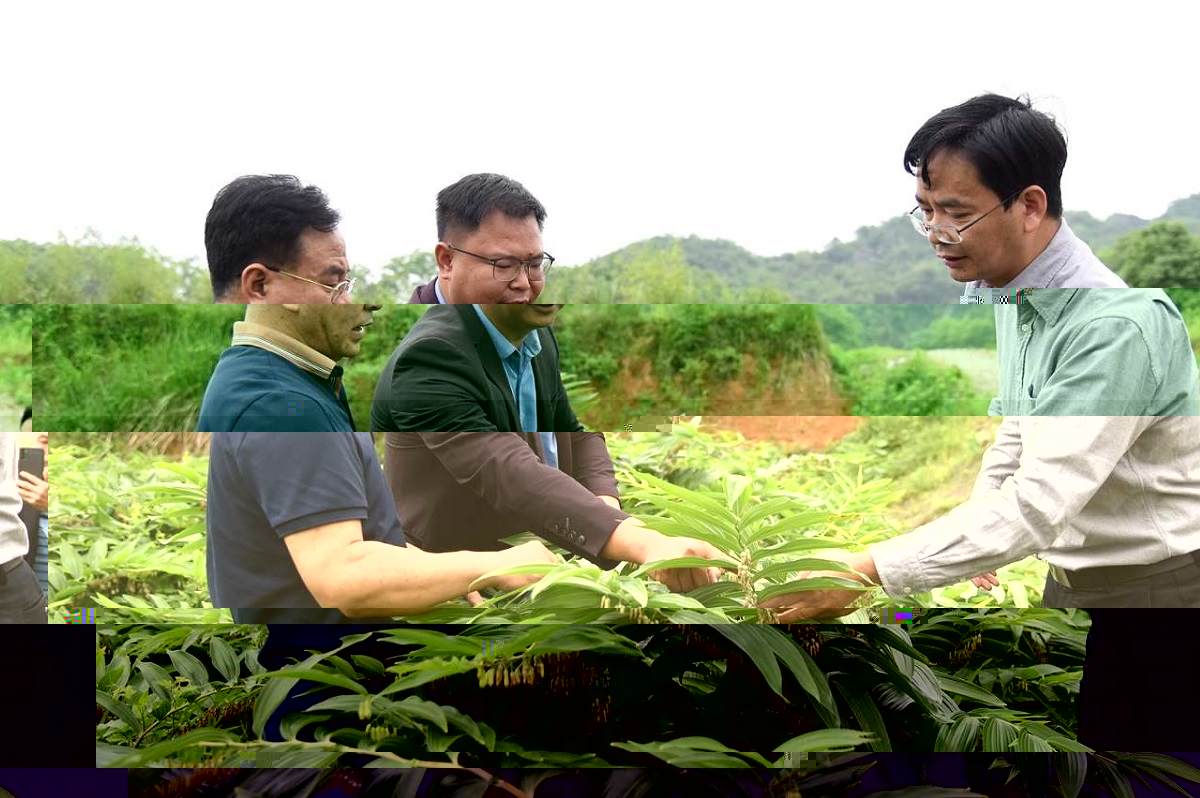 梅之南（右）、王學奎（左）老師在基地指導黃精生産技術