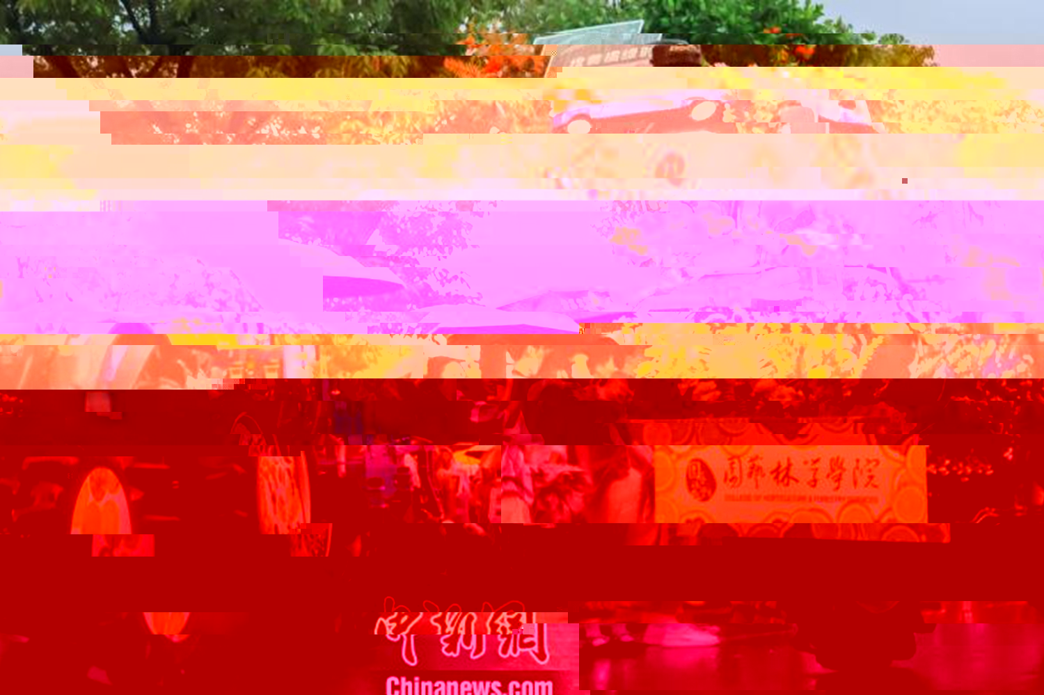 圖為園藝林學學院拖拉機巡遊車隊。劉雯倩 攝